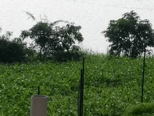 गांवों में बार-बार बारिश में परिवर्तन से फसलों पर पड़ता है प्रभाव।