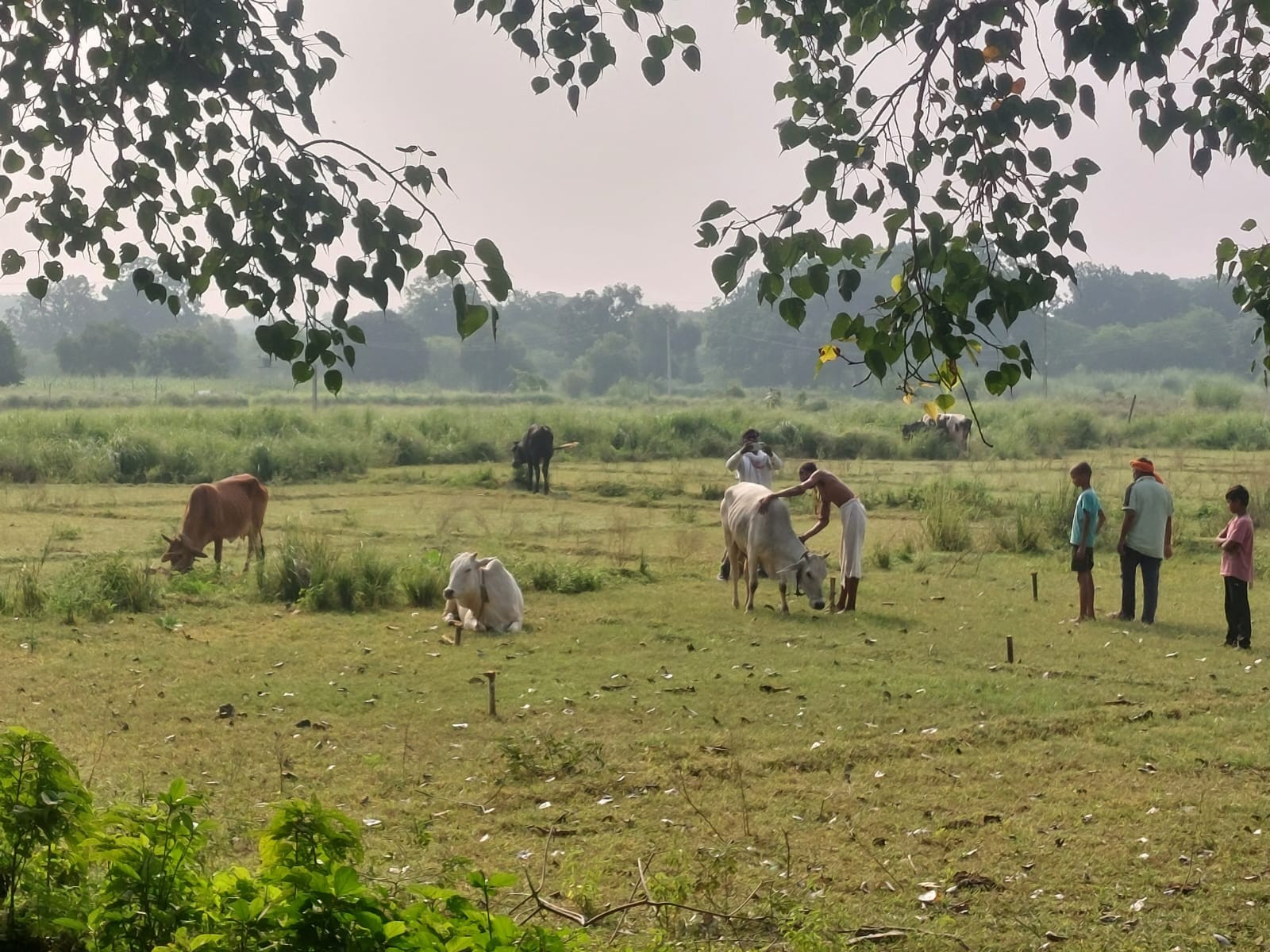 Varanasi Cattle Smuggling Pickup Accident | Villagers Rescue Cows