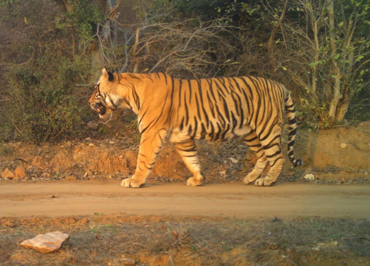 बाघ टी-108 की अन्य बाघ के साथ टेरेटोरियल फाइट की आशंका जताई जा रही है।