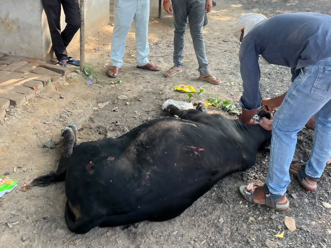 Sansaripur Accident | Injured Cow Rescue by Seva Samarpan Team Harriya