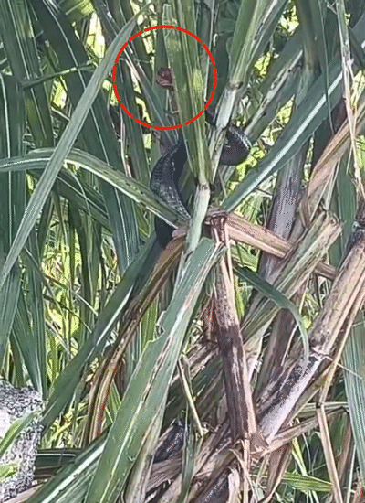 सीन-1: कोबरा ने नेवले पर फुफकारा। यह देखकर नेवला पीछे हट गया।