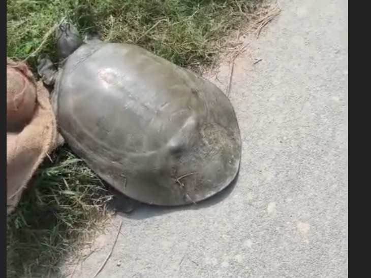 Turtle Farn Giant Turtle Found in Pindra Varanasi Farm | Forest Department Rescue