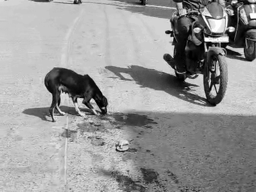 हादसे के बाद सड़क पर बिखरा खून चाटता कुत्ता।