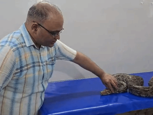 ऑपरेशन के बाद अजगर की जांच करते हुए डॉक्टर।