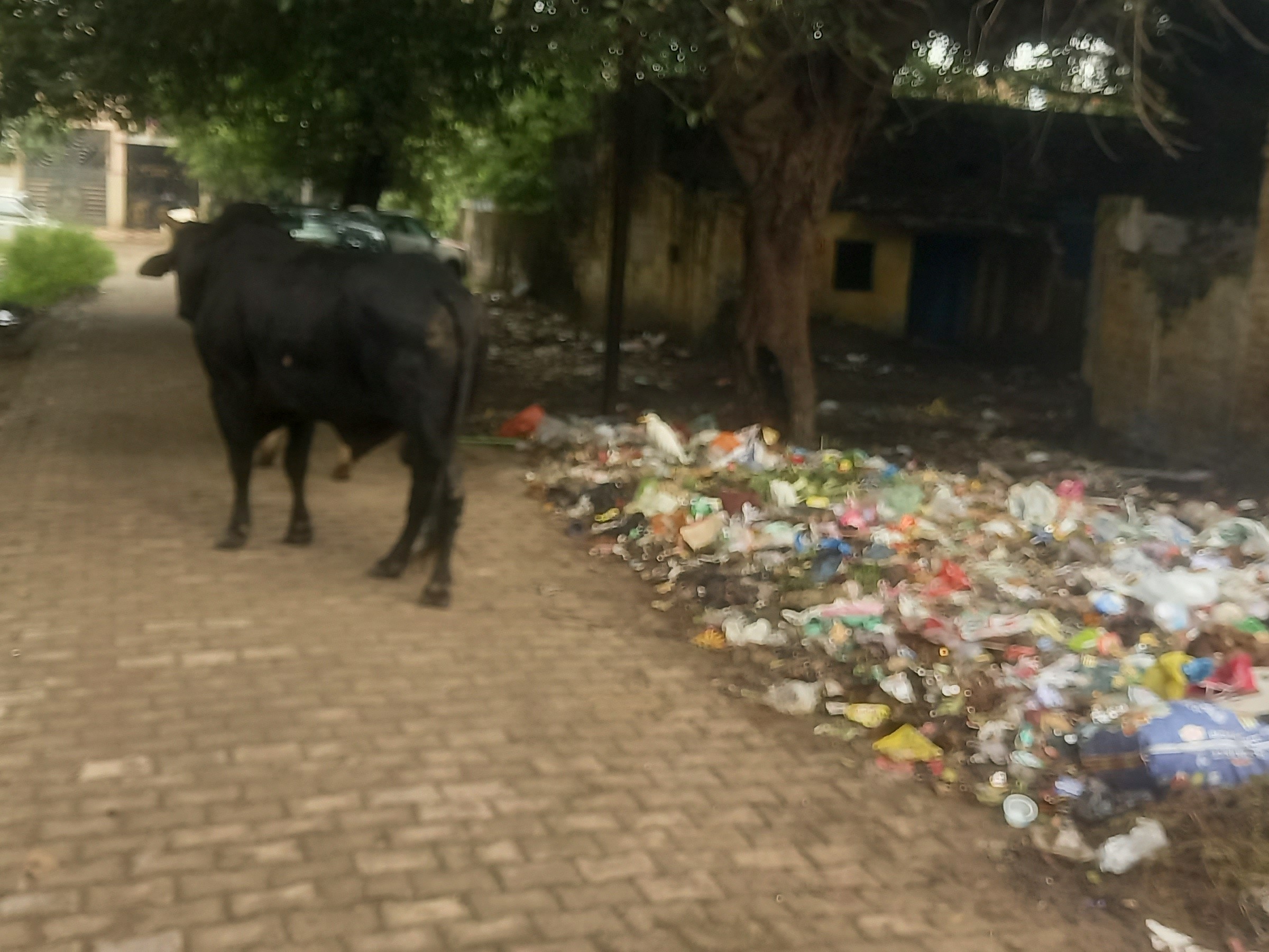 Moradabad Ward 17 News | Azad Nagar Garbage Crisis & Stray Animals