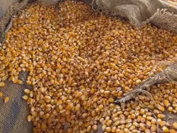 गुरुवार सुबह 10 बजे तक किसी भी केंद्र पर खरीद की बोहनी नहीं हो सकी थी।