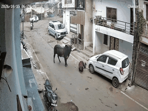 मंडला में बैल ने मॉर्निंग वॉक पर निकले दो लोगों को उठाकर पटक दिया।
