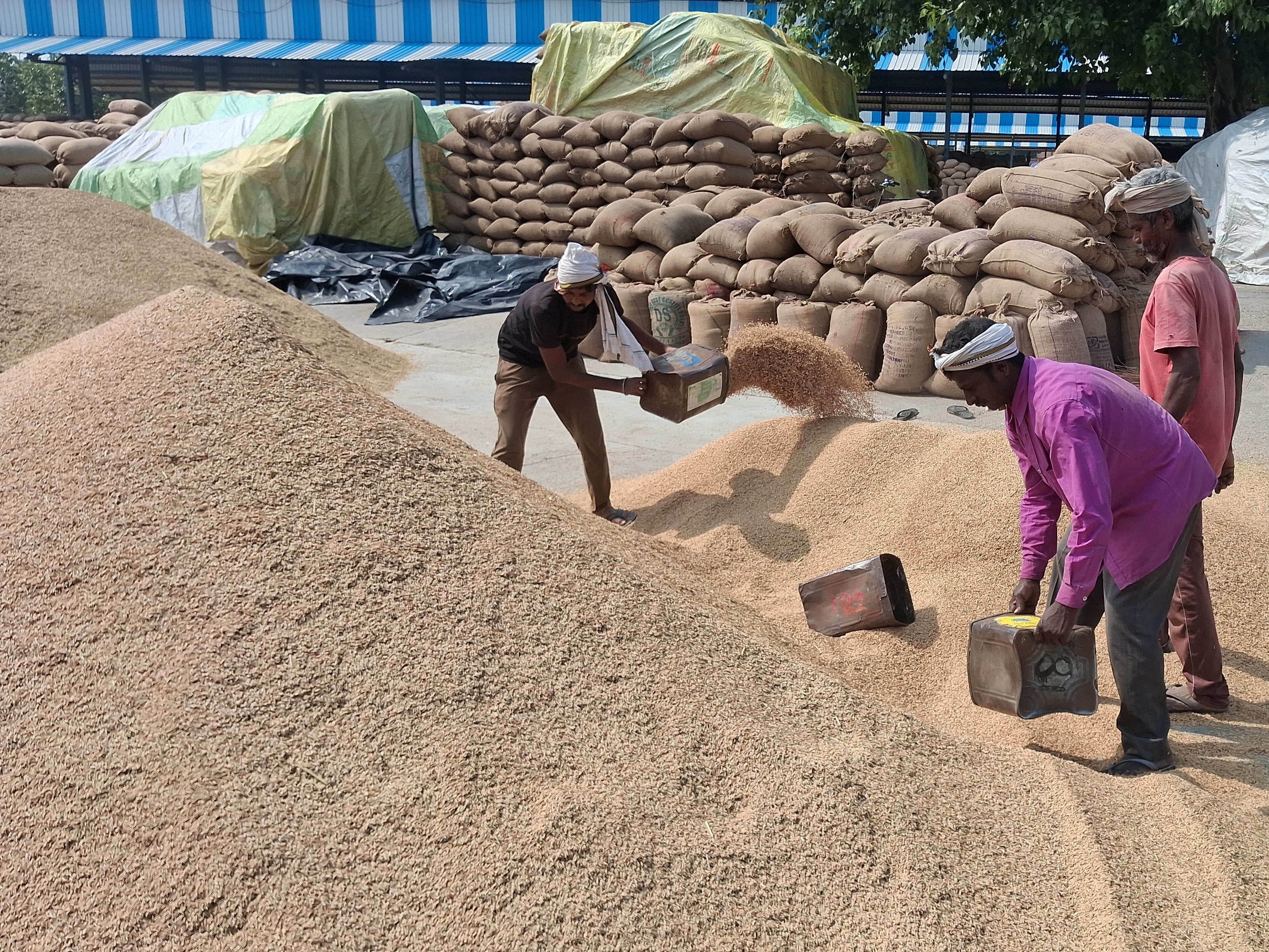 घरौंडा मंडी में धान को सूखाने के लिए बड़ मारते श्रमिक