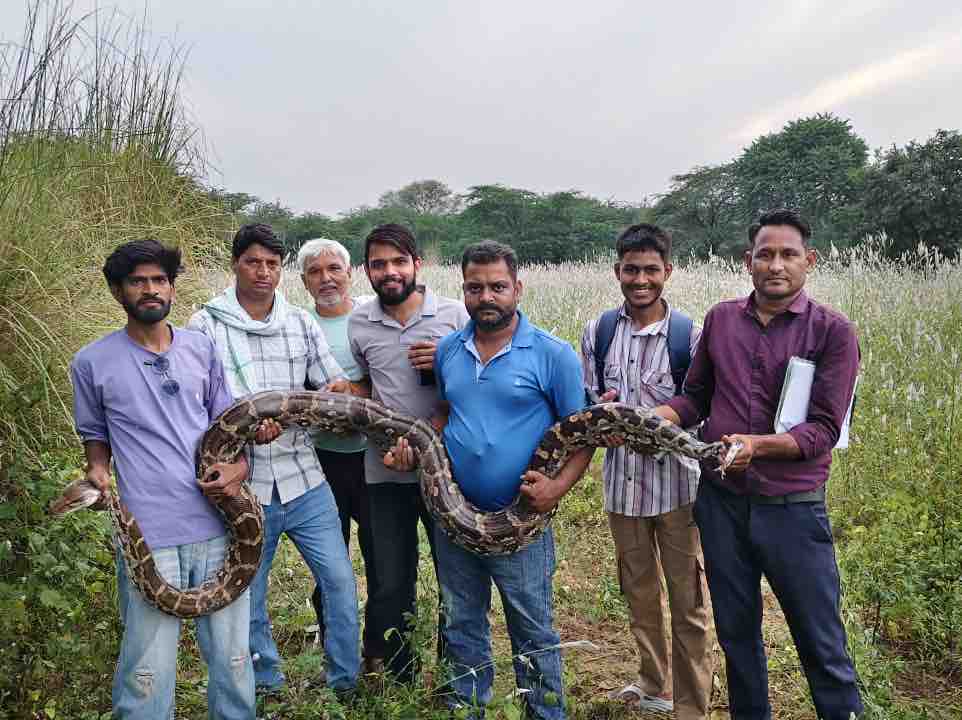 Gopalgarh News | 12 Feet Python Rescued From Farm In Forest