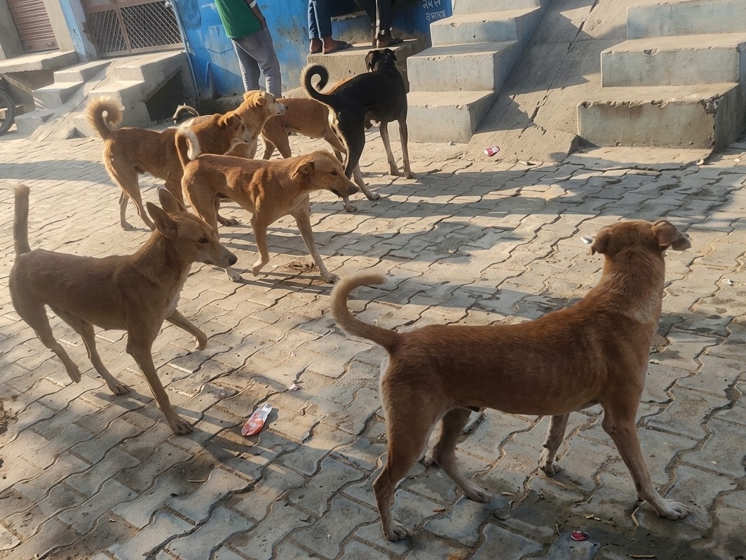 Aligarh Stray Dog Terror: Kids Attacked in Nishat Bagh Colony