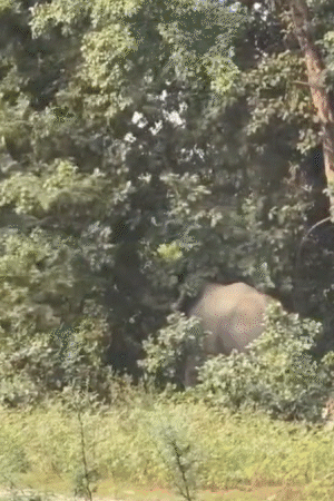 हाथी काशी की सड़कों पर बेकाबू होकर भाग रहा है। पेड़ों को उखाड़ रहा है।