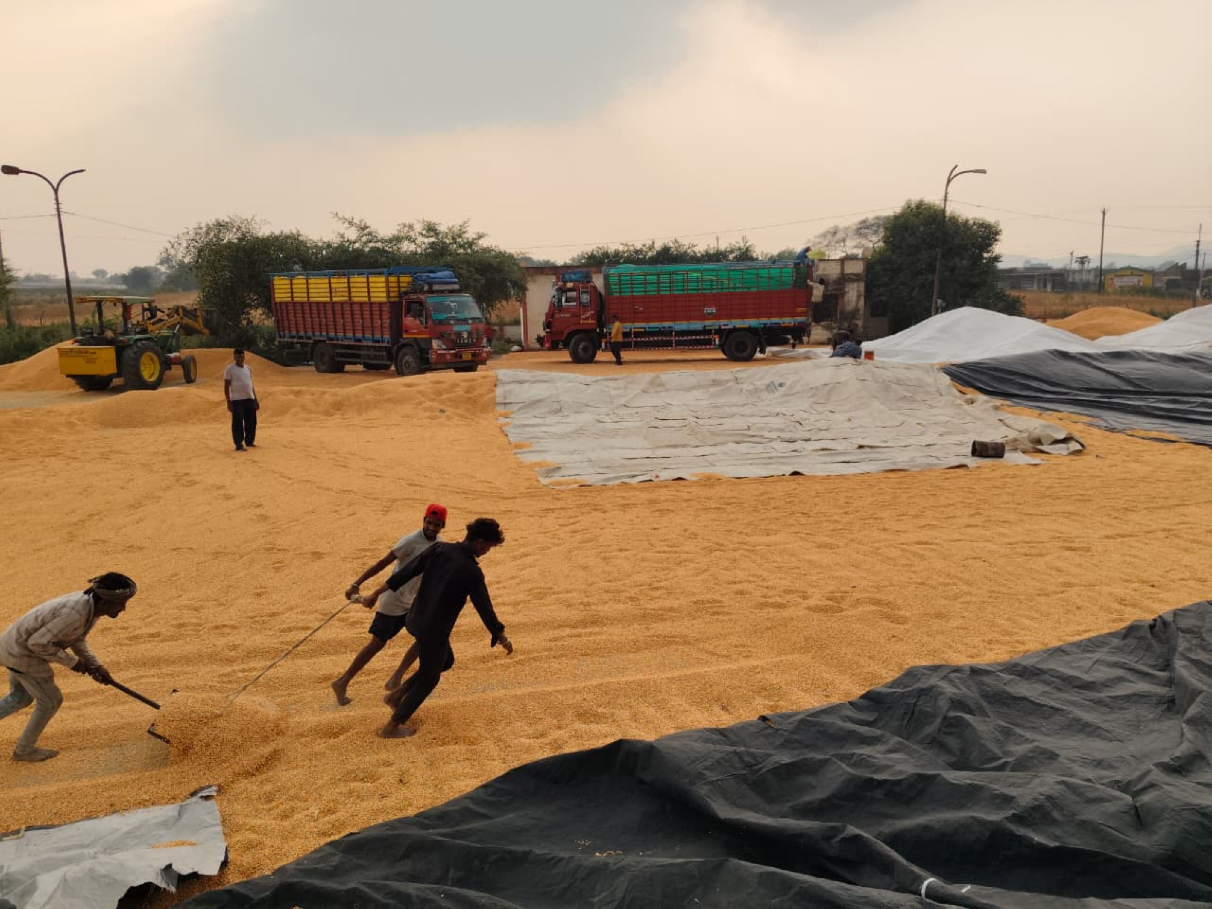 Workers in 30 ginning complexes scrambled to protect corn from getting wet.