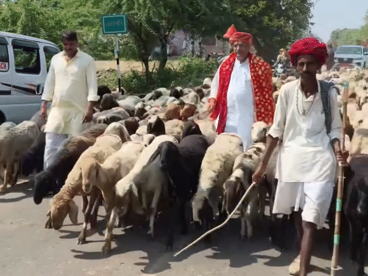 मंदसौर में भाजपा सांसद सुधीर गुप्ता हाथ में डंडा लेकर भेड़ों को हांकते नजर आए।