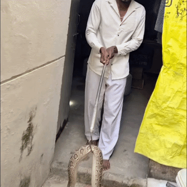 Dewas: Poisonous Russell Viper Found in Kitchen, Rescued by Snake Catcher