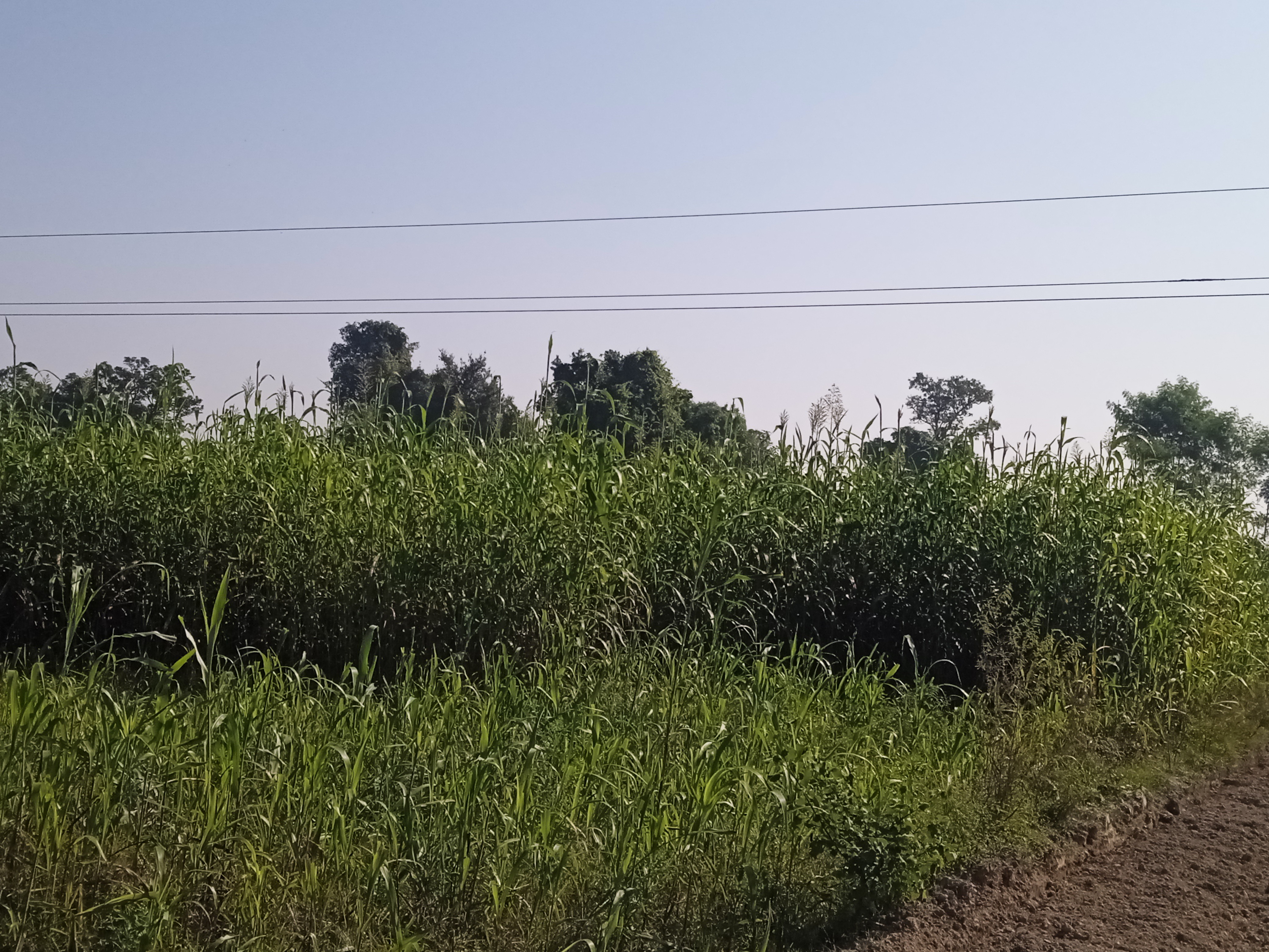 Gonda Farmer Rajbahadur Yadav Complains About High Tension Wire Risk