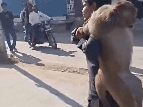 मंकी कैचर टीम का मेंबर बंदर को पकड़ कर कंधे पर लेकर जा रहा है। रास्ते में उसे युवक थप्पड़ मार रहे हैं। - Dainik Bhaskar