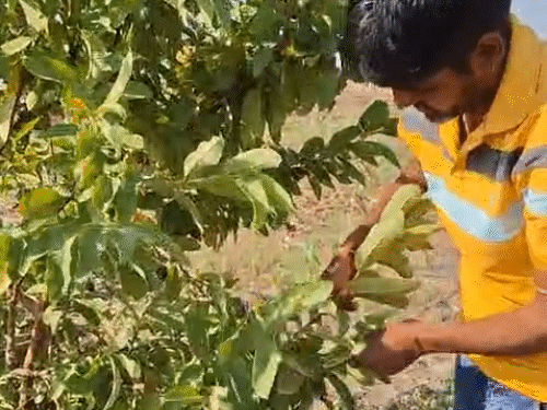 अपने खेत में किसान घासीलाल जाट।