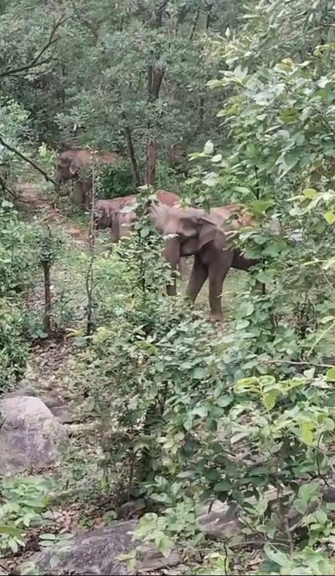 Destroy Crops Two herds of elephants have terrorized 24 villages, destroying paddy crops.