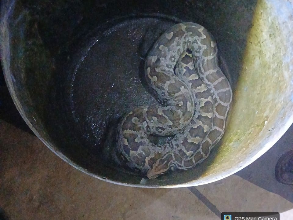 H Rampura Jalaun News | Python Rescued From Petrol Pump, Released Into Forest