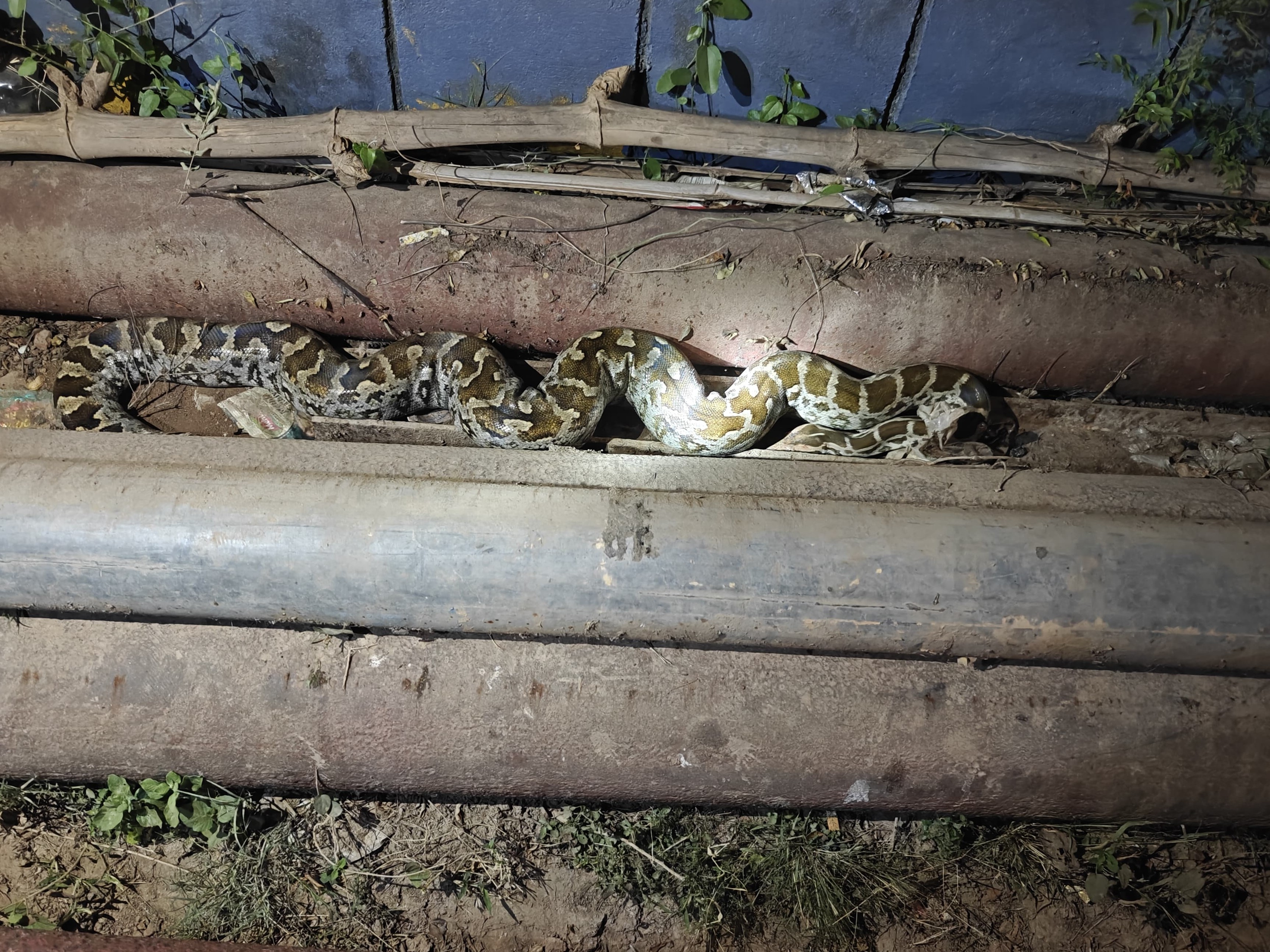 H Rampura Jalaun News | Python Rescued From Petrol Pump, Released Into Forest