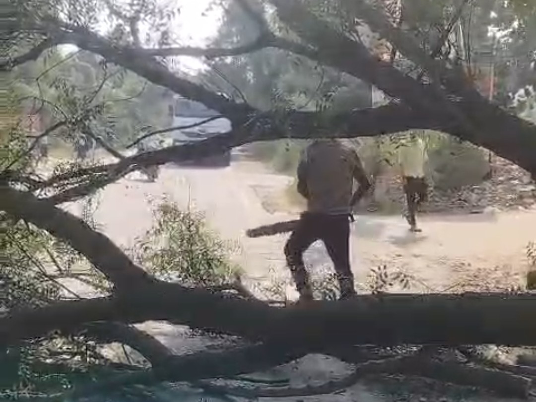 Barabanki: Tree Falls on Bhitaria-Haidargarh Road, Major Accident Averted