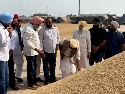 धान की खरीद को लेकर मंडी में जायजा लेते हुए  परगट सिंह - Dainik Bhaskar