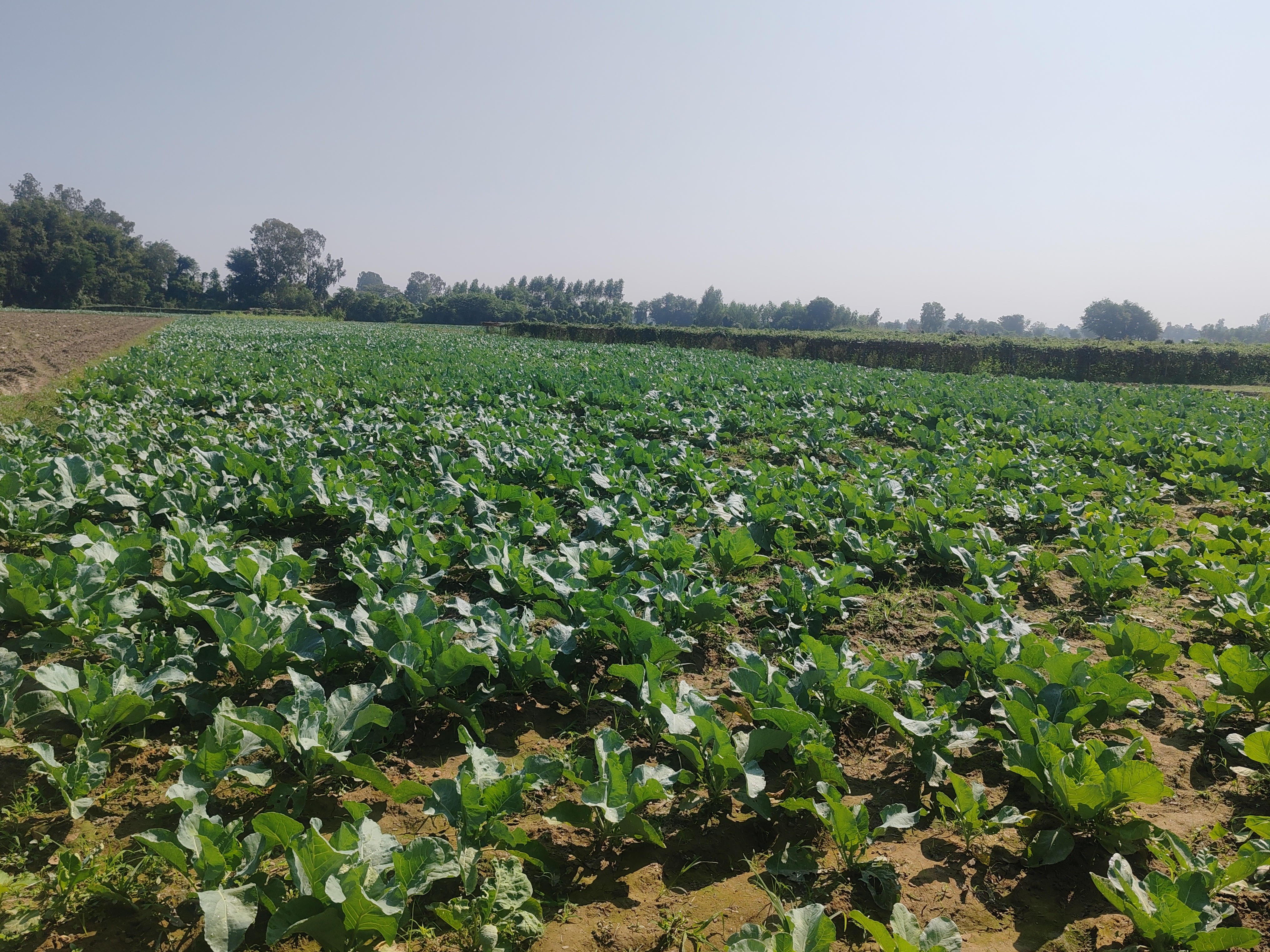 Basantpur Farmers Struggle: Electricity Crisis Dries Up Vegetable Crops