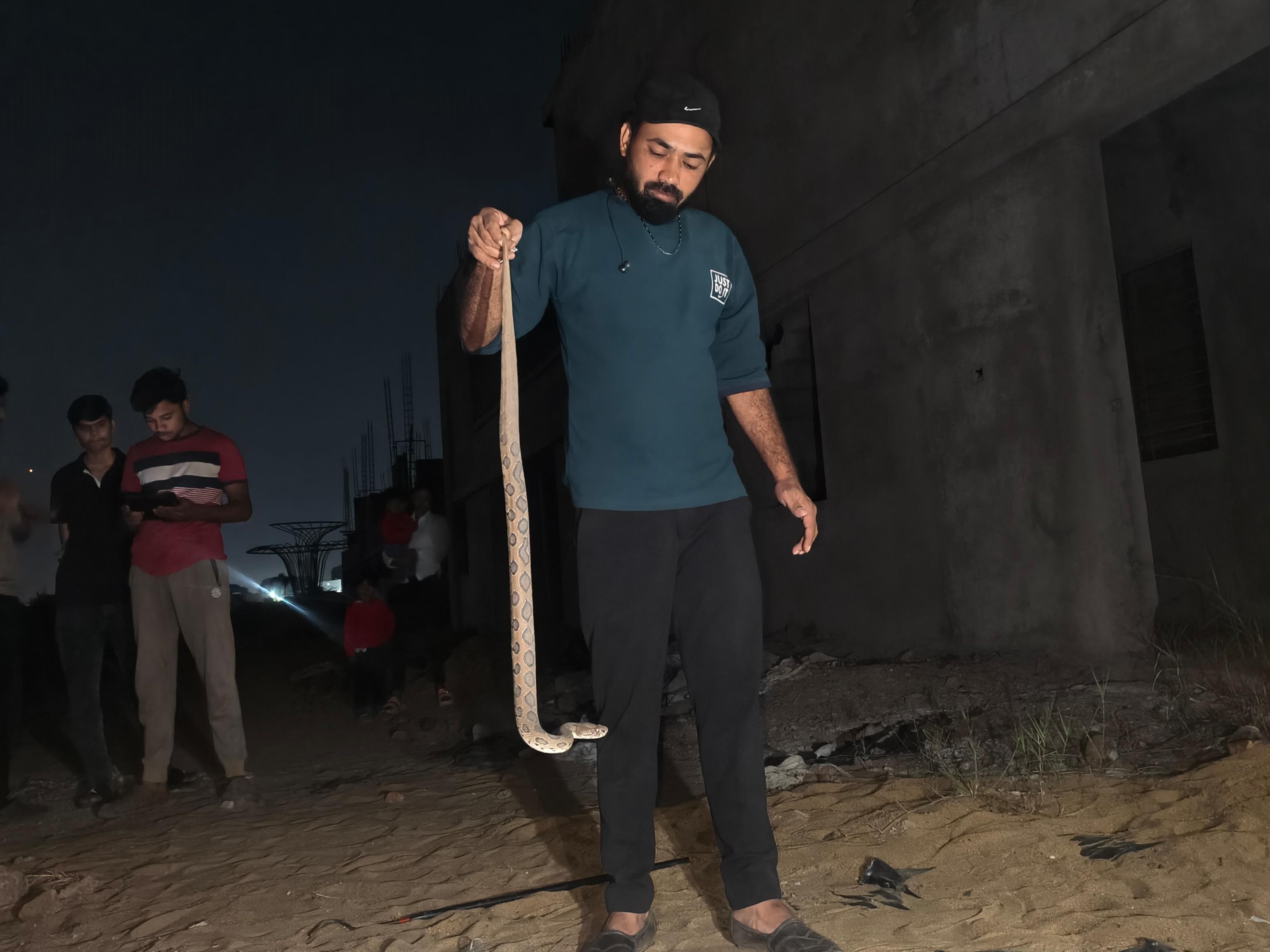 Itarsi News | Venomous Russell Viper Found In Colony; Youth Rescue Snake