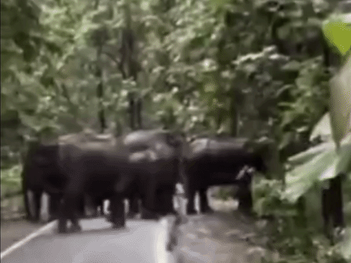 Haridwar Elephants Radio Collar Tracking | Human-Wildlife Conflict Alert