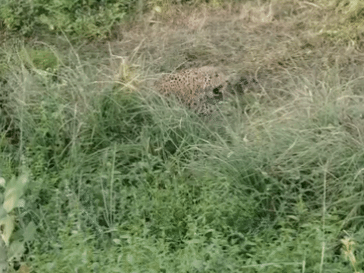 Magic Leperd Leopard Trapped In Wire Fence Near Ganga | Moharka Patti Rescue Update