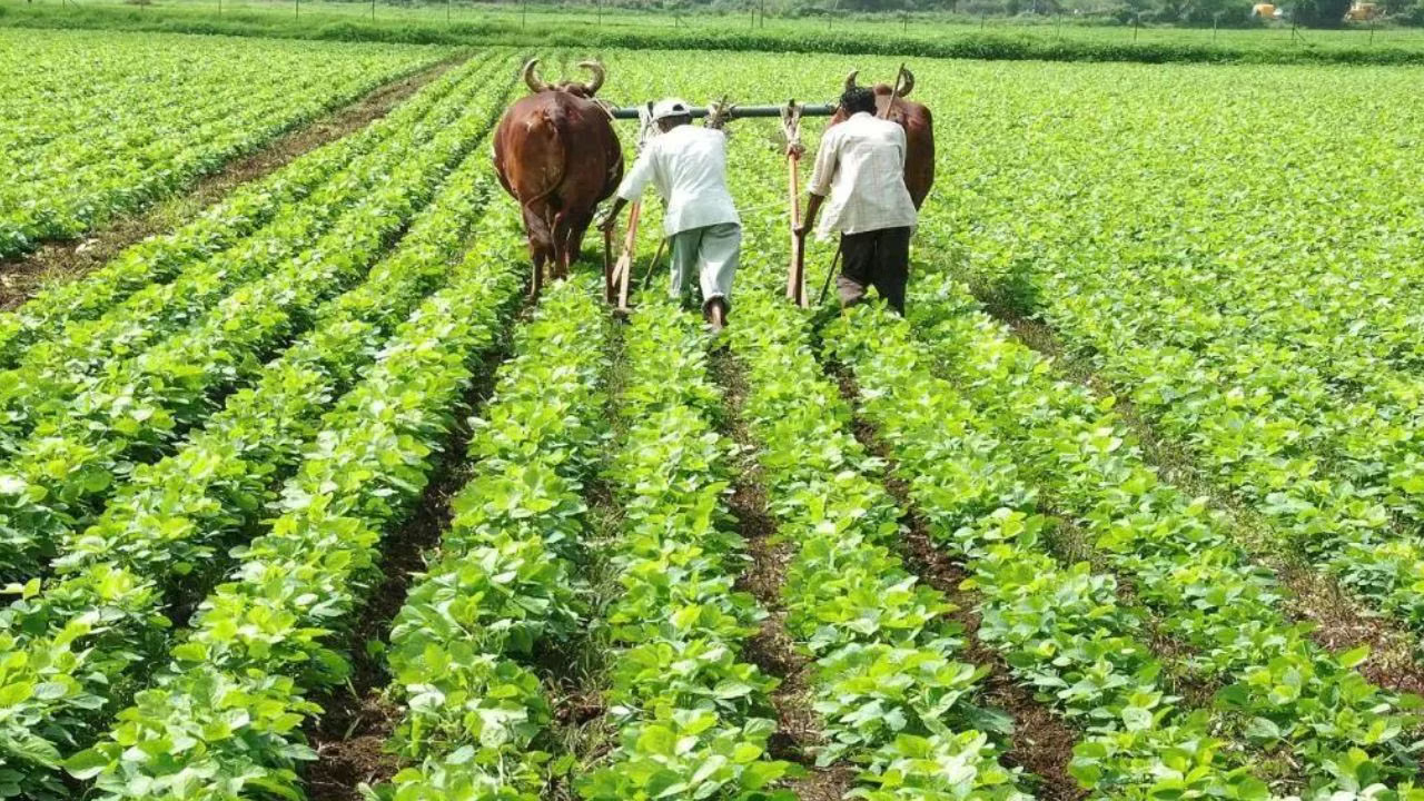 जुलाई 2026 तक लद्दाख के 207 गांवों को जैविक प्रमाणन मिल चुका था। इसमें कारगिल, द्रास, जांस्कर और शाम क्षेत्र के गांव शामिल हैं।