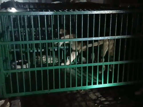 Kanpur Zoo News | Indore Lioness Bijli Arrival & Hippo Satish Transfer
