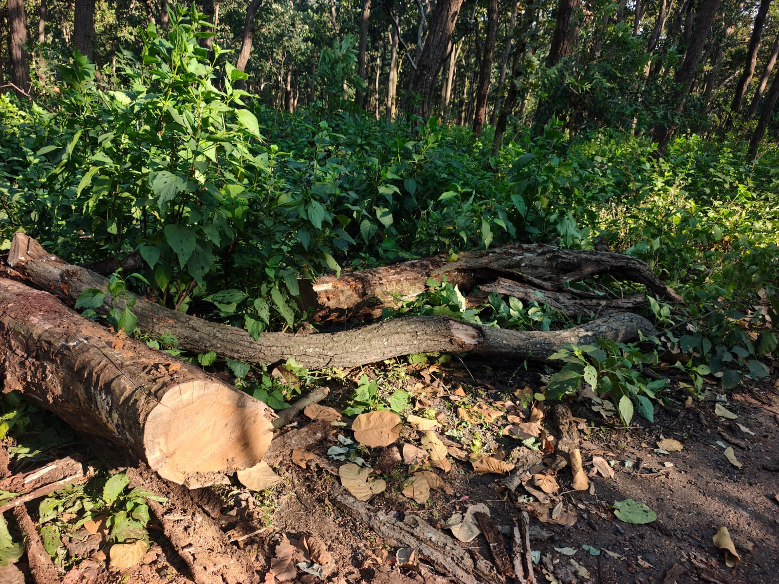 Tree Fellar Amarkantak Sal Borer Infestation: Shahdol Depot Storage & Tree Felling