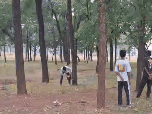 फिल्म सिटी के लिए जंगल में पेड़ों की कटाई फिर शुरू हो गई है।