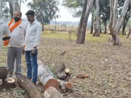 मौके पर पहुंचे ग्रामीणों पेड़ कटाई का विरोध किया था। इसके बाद कटाई पर रोक लगा दी गई थी।