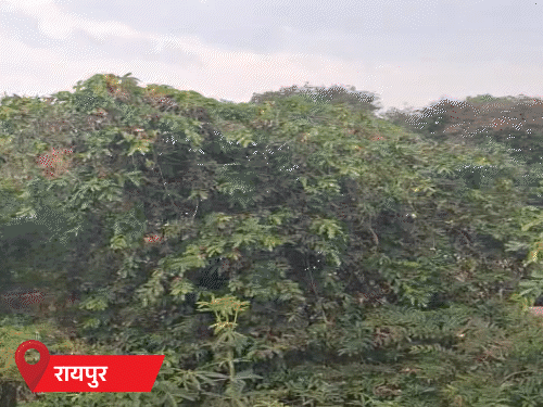 MP-UP, राजस्थान, बिहार में अगले दो दिन बारिश का अलर्ट: छत्तीसगढ़-झारखंड के कई जिलों में स्कूल बंद, अर्नब तूफान का असर comp 52 1793162993712