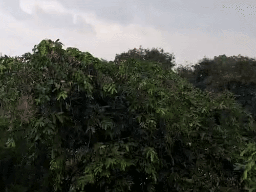 रायपुर में बुधवार दिनभर बारिश होती रही, गुरुवार सुबह भी बूंदाबांदी जारी है।