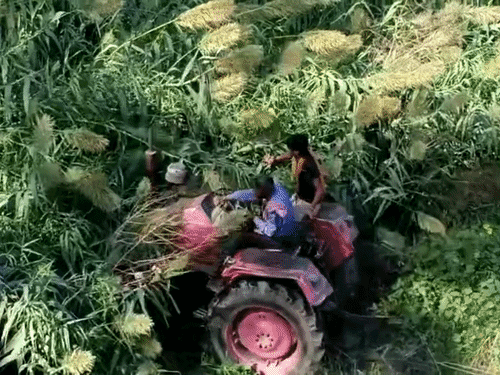 झाड़ियों में घुसे आरोपी की तलाश करते स्थानीय लोग।