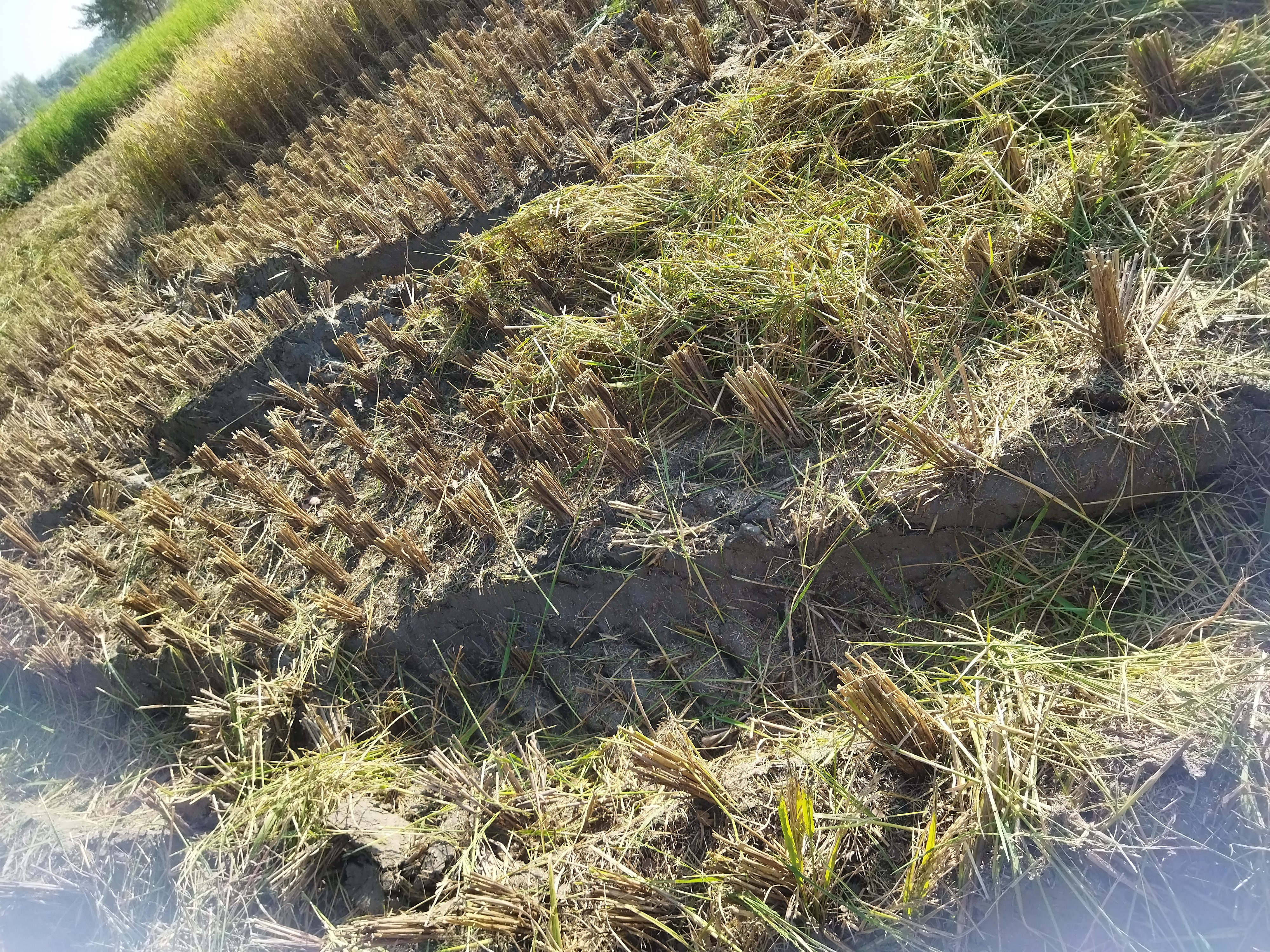 Sukrauli Paddy Harvest Crisis | Farmers Struggle With Combine Machines
