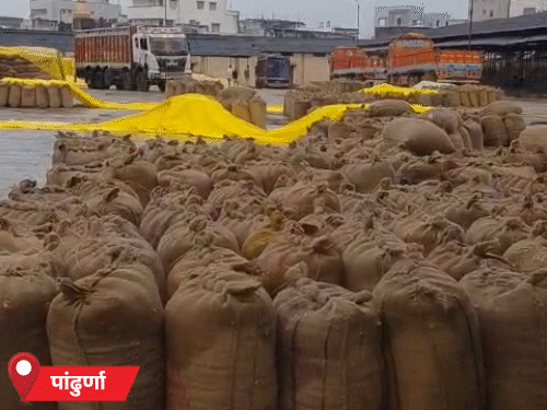 पांढुर्णा मंडी में बेमौसम बारिश से खुले आसमान के नीचे रखे मक्के के ढेर भीग गए। हजारों क्विंटल मक्का गीला होने से भारी नुकसान होने की आशंका है।