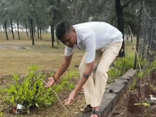 पर्यटन मंडल की बाउंड्री और फिल्म सिटी की बाउंड्री के बीच लगाए गए पौधे सुख गए हैं।