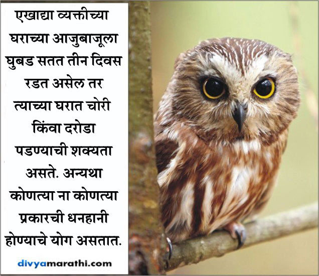 diwali 2016 omen bad omen of owls new in marathi देवी लक्ष्मीचे वाहन