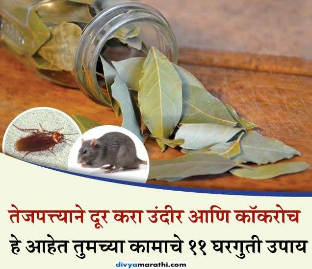 Possible Uses For The Bay Leaf तेजपत्त्याने दूर करा उंदीर आणि झुरळं
