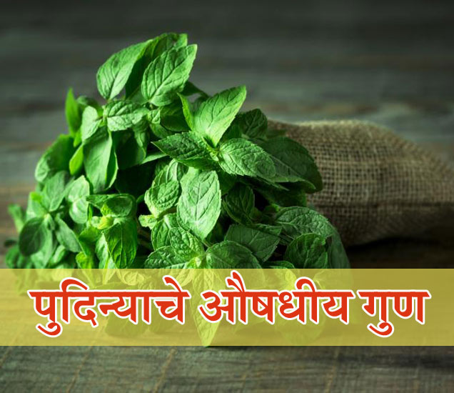 प्राचीन काळापासून औषधी स्वरुपात वापरला जातो पुदिना, जाणून घ्या खास उपाय