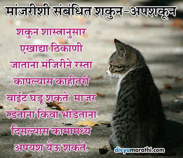 Omen And Bad Omen Of Cats अशुभच नाही तर शुभ संकेतही देते मांजर