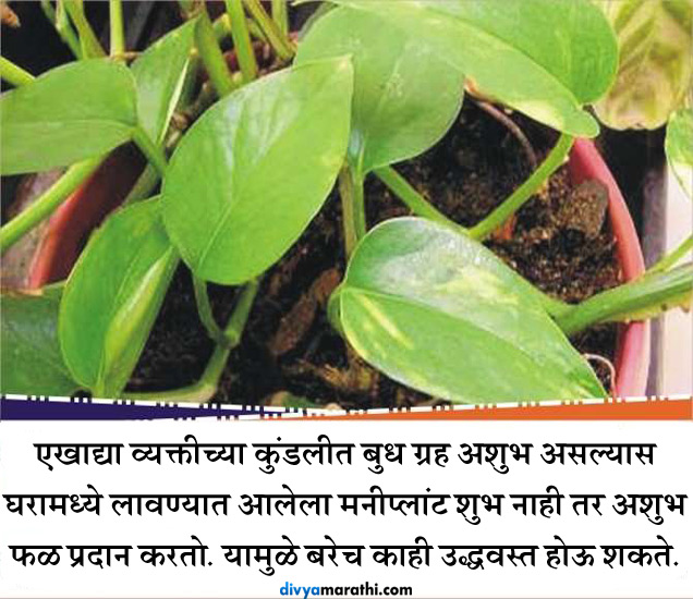 तुमच्या घरात मनीप्लांट आहे का? लक्षात ठेवा, हे झाडही करू शकते नुकसान
