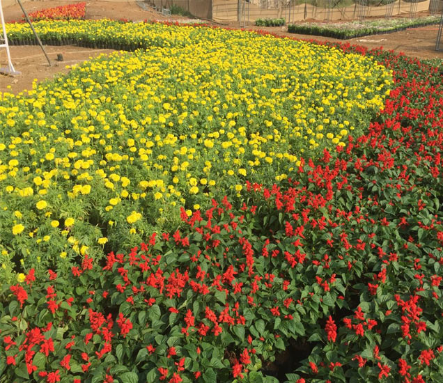 flower festivle in kolhapur between 24 dec to 28 dec कोल्‍हापूरमध्‍ये