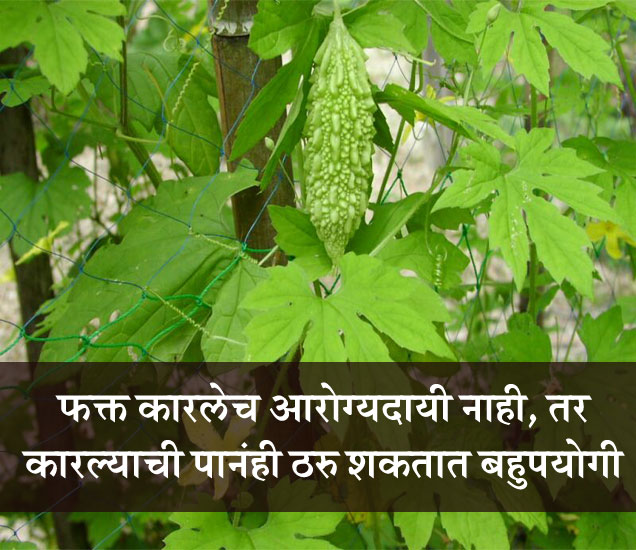 top 10 health benefits bitter gourd leaves कारल्याची पानं अनेक आजार करतात छूमंतर, असा करा