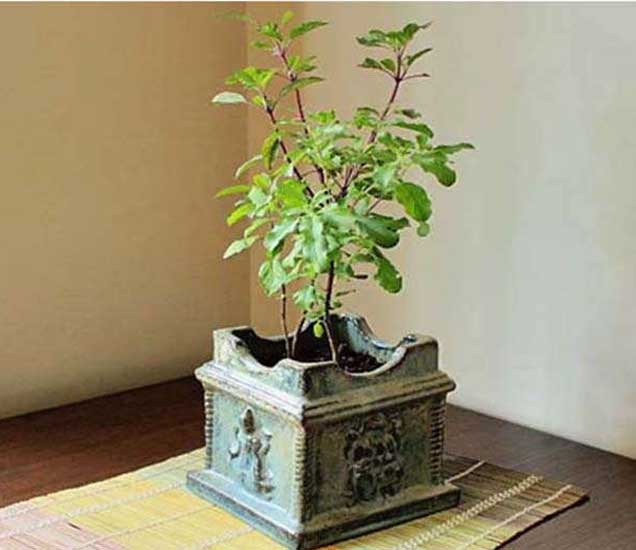 Importance Of Basil Plant In Marathi तुळशीशी संबंधित ही 1 गोष्ट