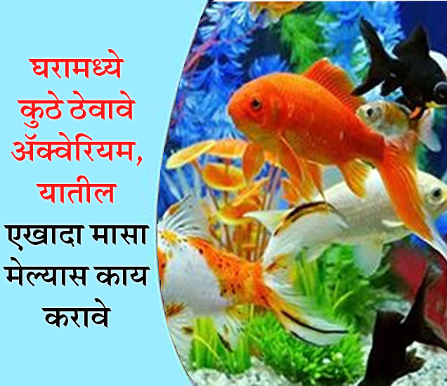 Fish Aquarium Vastu Tips in marathi घरामध्ये कुठे ठेवावे अ‍ॅक्वेरियम, यातील एखादा मासा मेल्यास